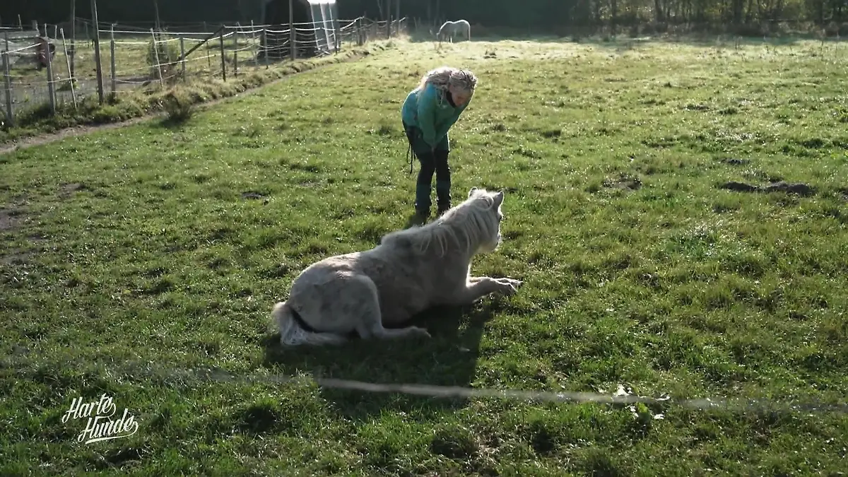 Pony Susi macht nicht mehr mit Sorge