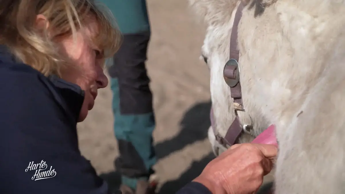 Baustelle läuft – Sorge um Sushi bleibt Sorgenstute Susi