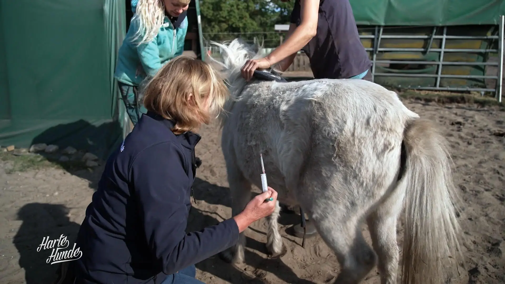 Sonde in den Magen – was steckt hinter Susis Bauchschmerzen? Alarm um Pony Susi