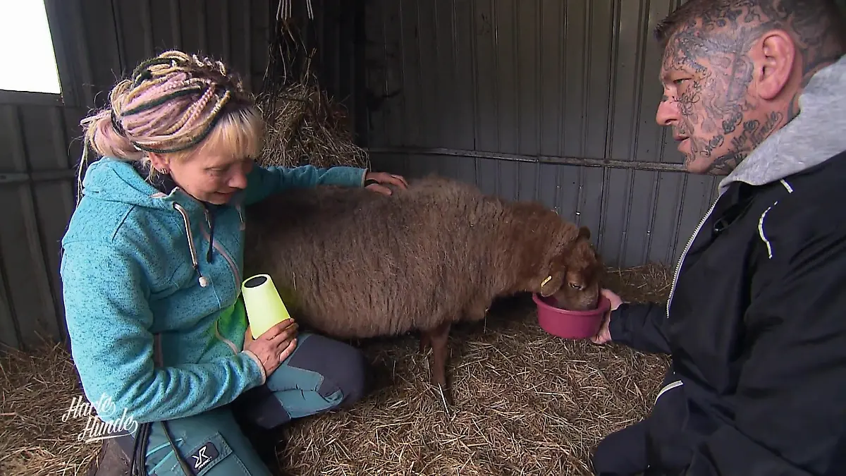 Schaf Alma bricht mit 17 Jahren alle Rekorde Senior-Schaf Alma