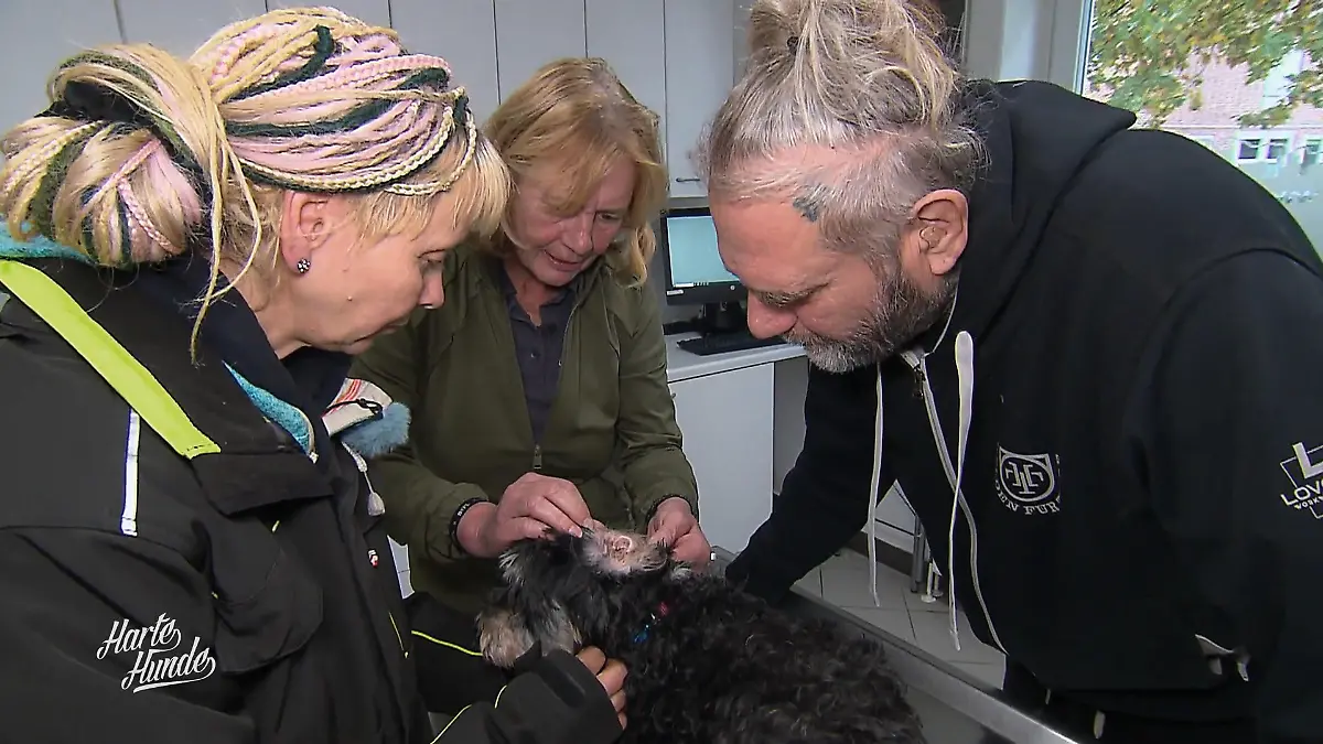 Ohren-Reinigung bei Cookie Tierarzttermin