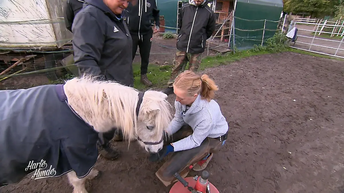 Susi und Trixie bei der Hufschmiedin Entwarnung bei Susi