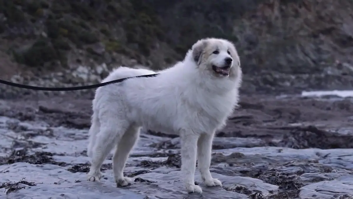 Gro-britannien-So-gro-wie-ein-Eisb-r-Alle-wollen-XXL-Hund-adoptieren