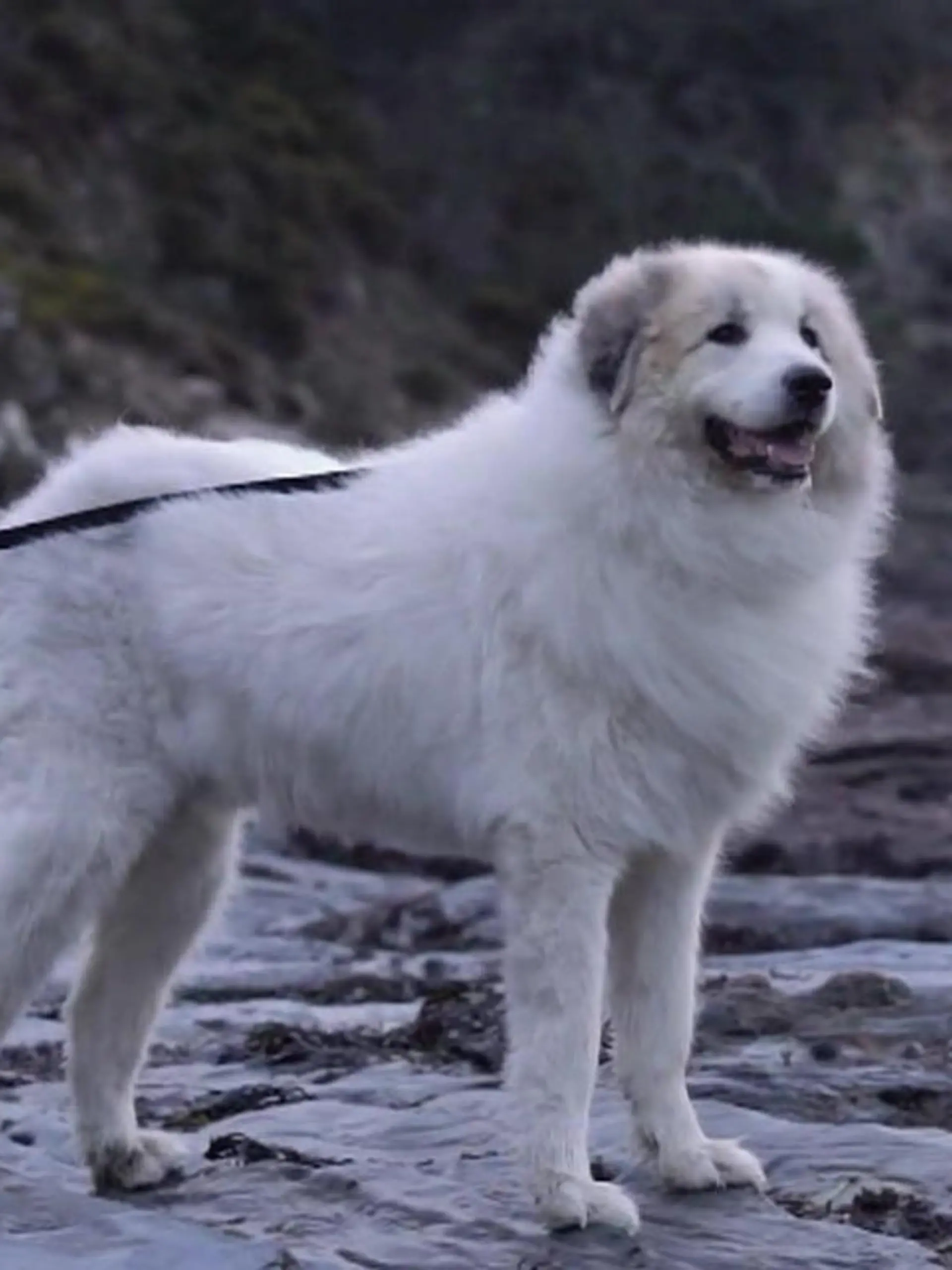 Bild zu: "„So groß wie ein Eisbär!“ – Alle wollen XXL-Hund adoptieren"