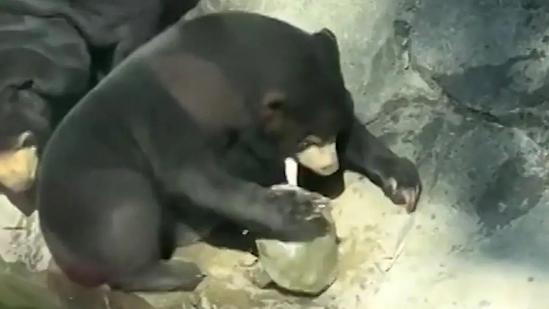 China-Fiese-Schnapp-Attacke-Schildkr-te-bei-t-Braunb-r-in-Zunge