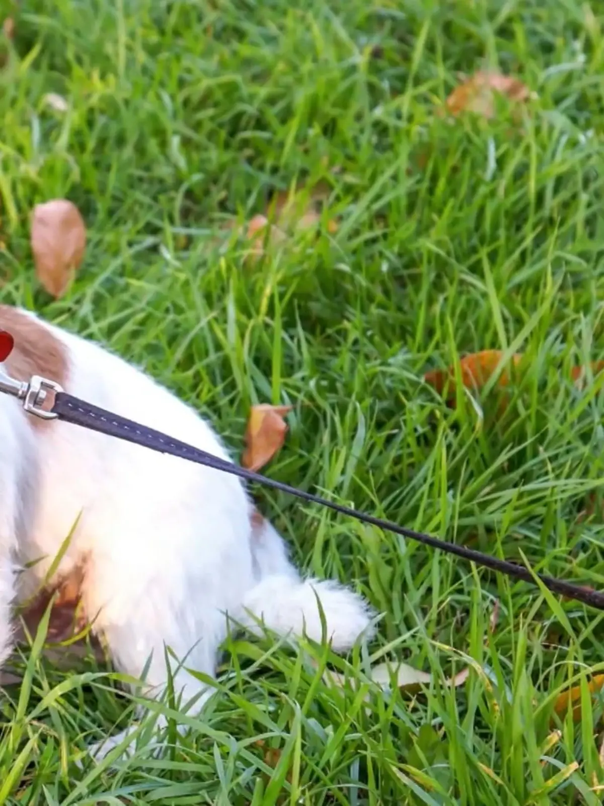 Haben Sie beim Spazierengehen zufällig schon mal einen Hund mit einer gelben Schleife am Halsband oder an der Leine gesehen? Das auffällige und bunte Accessoire ist kein Modetrend, sondern hat eine bestimmte Bedeutung!