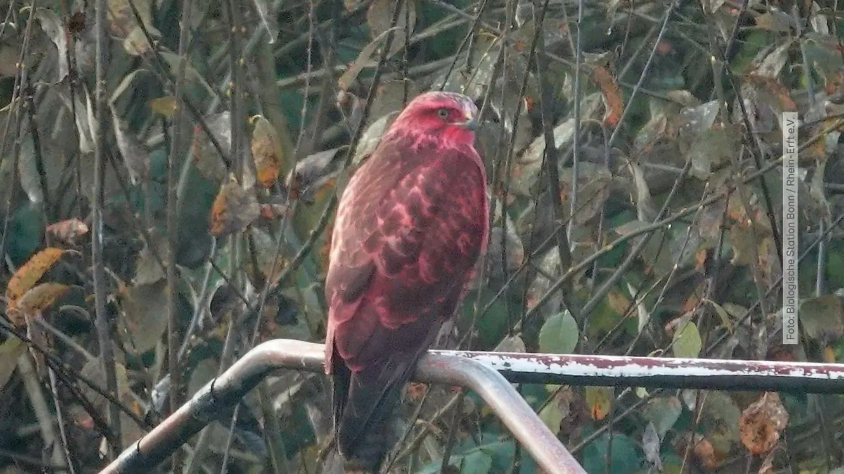 Rätselhafter roter Bussard über Bonn Greifvogel mit ungewöhnlicher Farbe