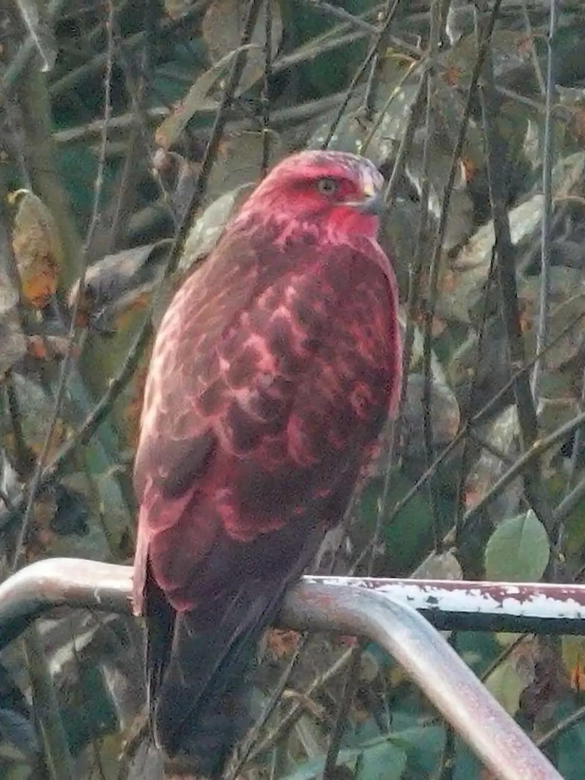 Bild zu: "Rätselhafter roter Bussard über Bonn"