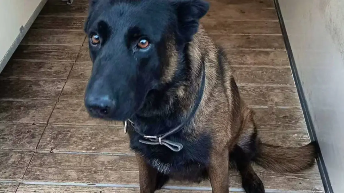 -Bis-zu-seinem-letzten-Atemzug-besch-tzte-er-seine-Kollegen-Polizeihund-Dino-stirbt-bei-Fu-ballfan-Krawallen