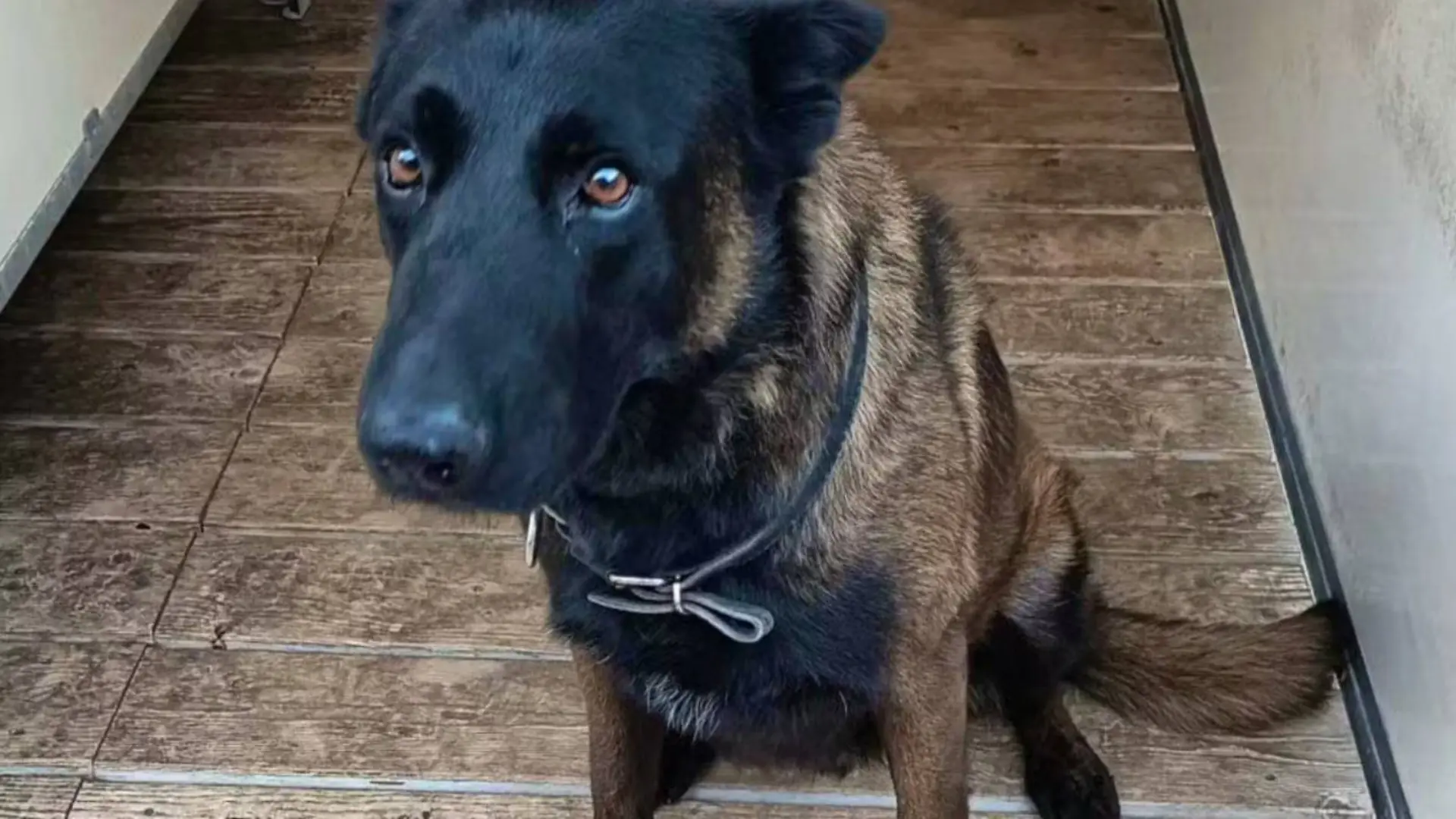Polizeihund Dino stirbt bei Fan-Krawallen.