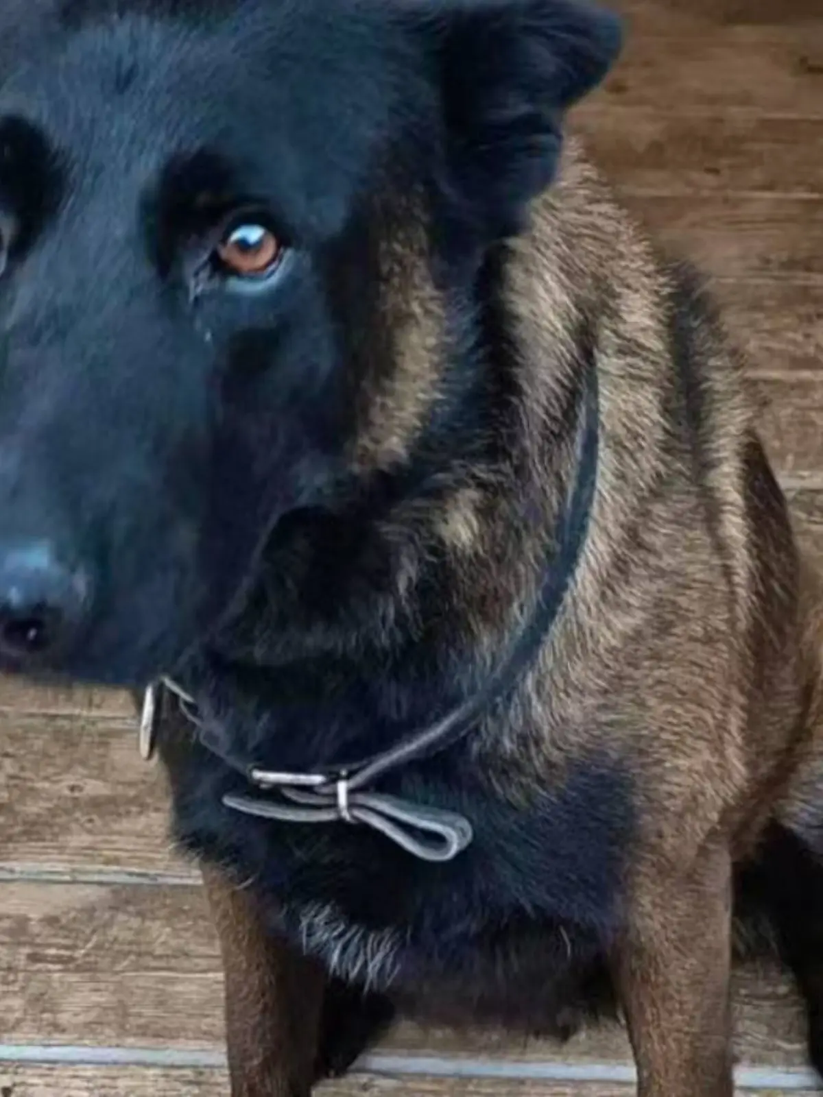 Polizeihund Dino stirbt bei Fan-Krawallen.