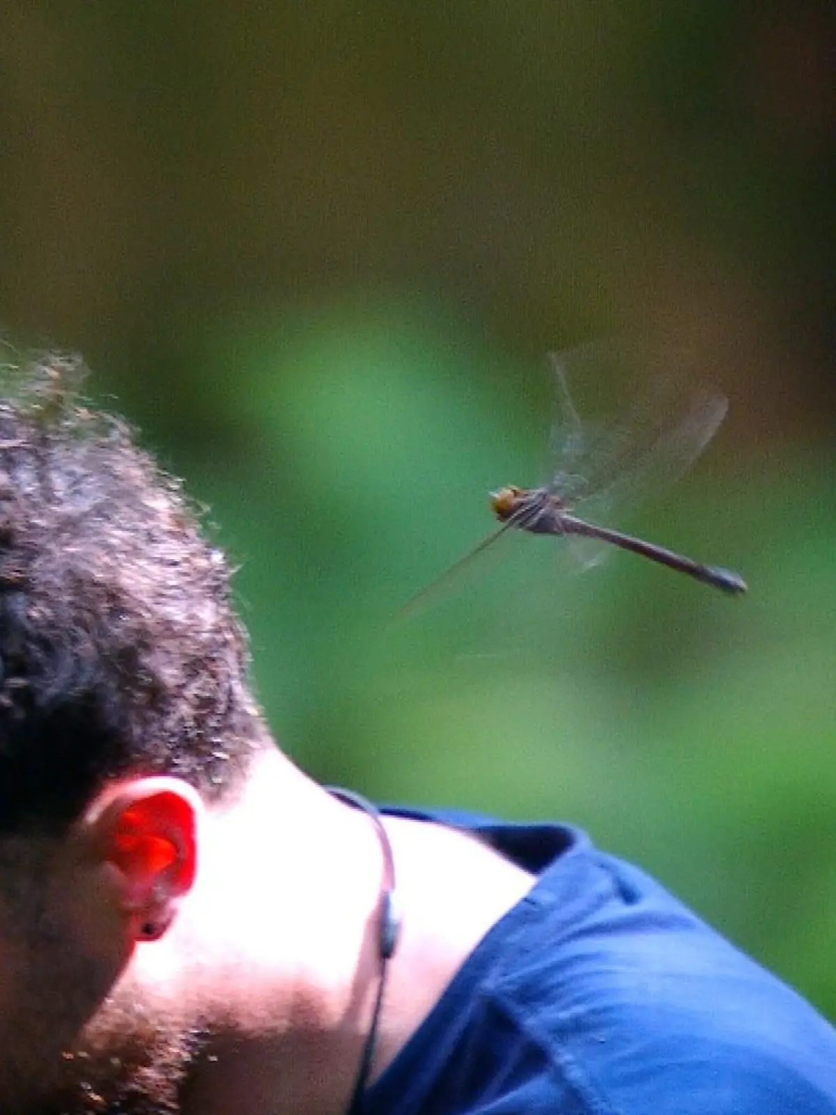 Umut Tekin wird im Dschungelcamp von einer Libelle attackiert. 