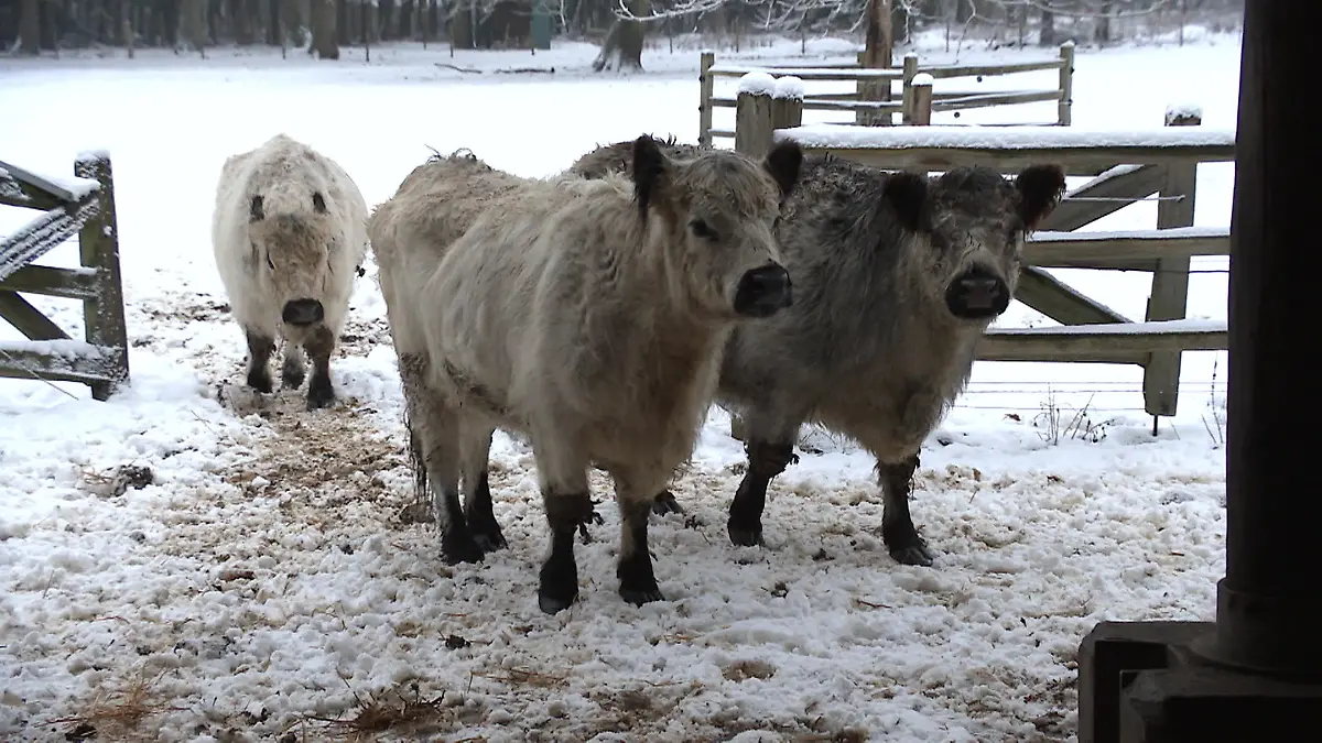 Über 200 Tiere betroffen! Landpark kämpft ums Überleben „Wäre ein großer Verlust"