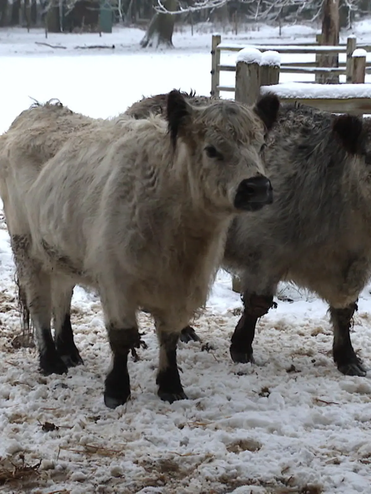 Bild zu: "Über 200 Tiere betroffen! Landpark kämpft ums Überleben"
