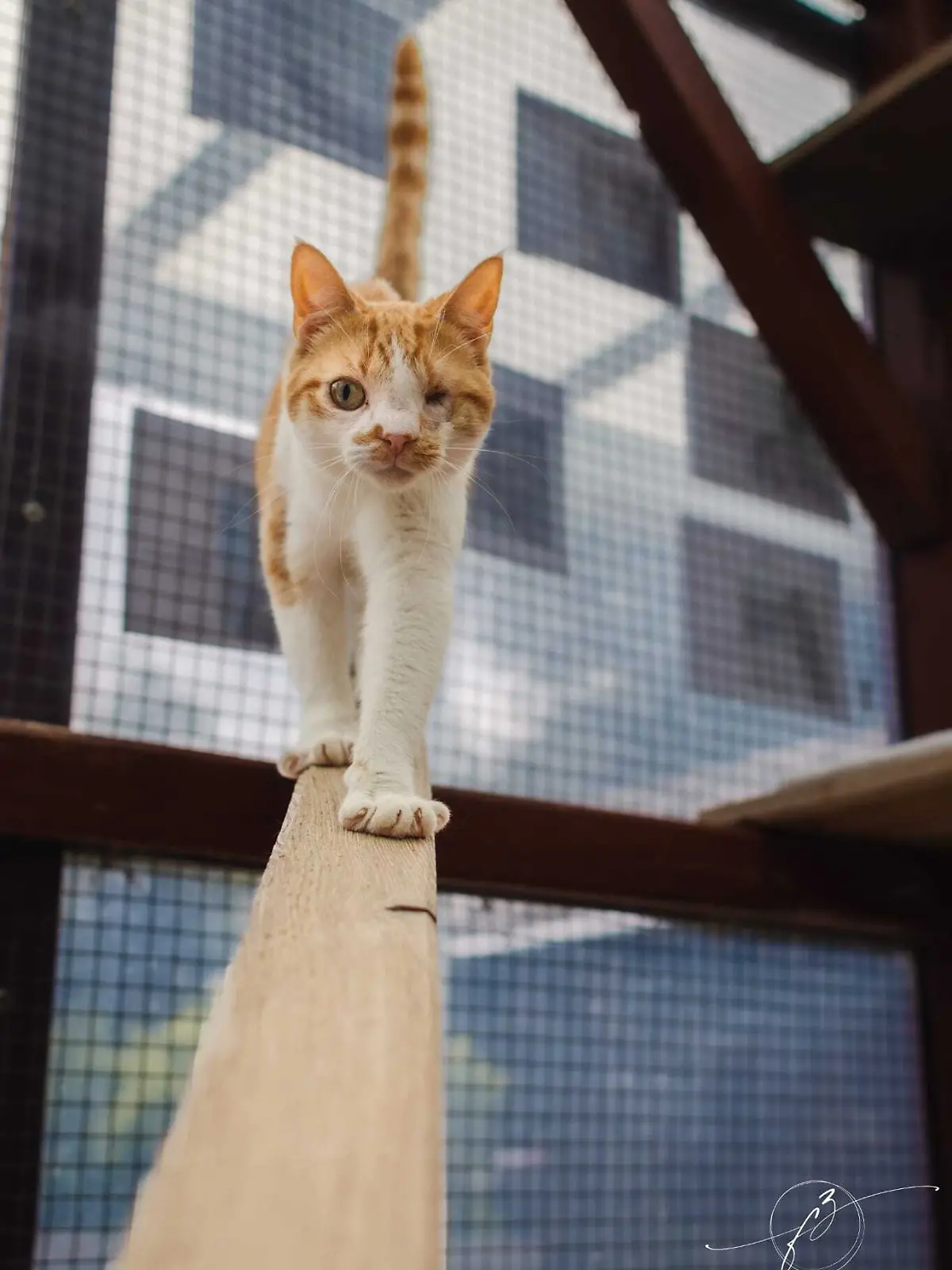 Bild zu: "Einsam auf verwahrlostem Bauernhof gefunden! Wer nimmt Katze Emma auf?"