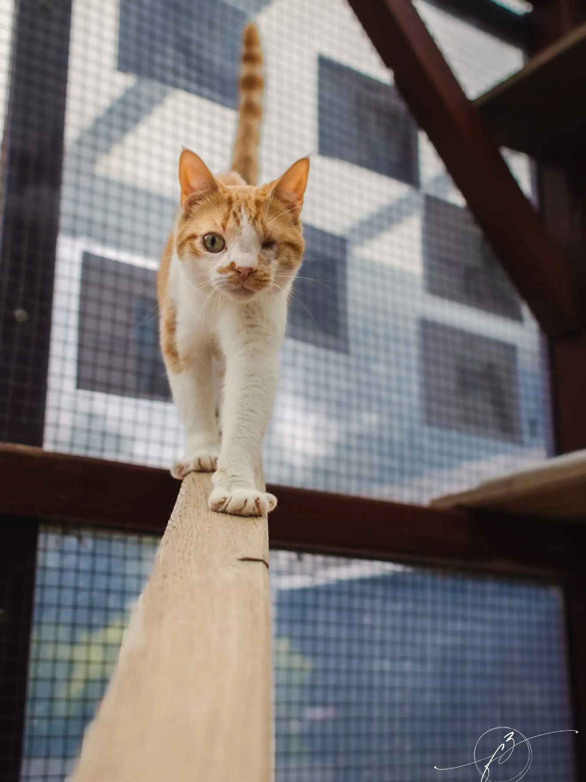 Bild zu: "Katze Emma möchte so viel schmusen! Tierheim kommt an seine Grenzen"
