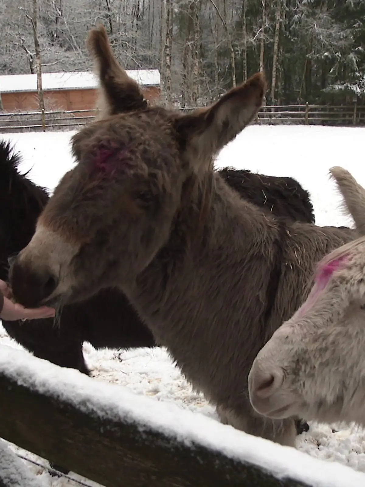 Landpark Lauenbrück