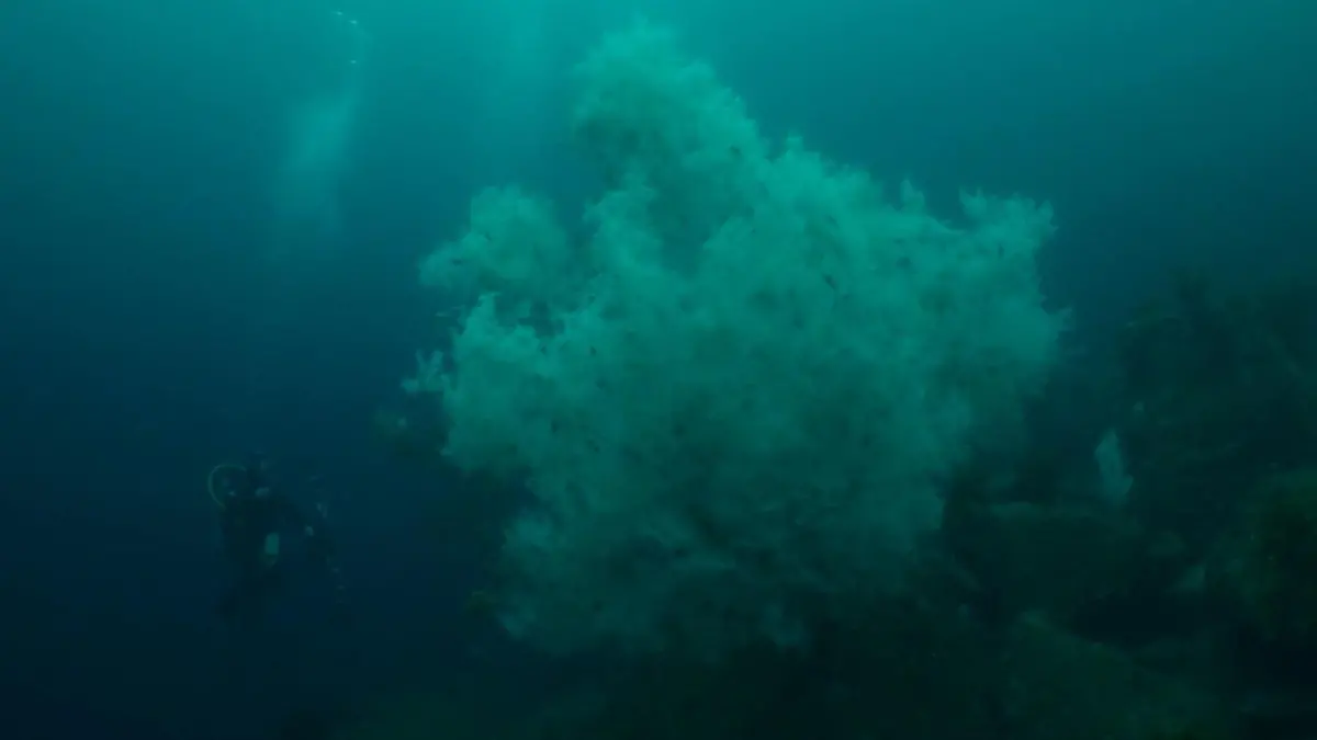 Gigant unter Wasser! DIESE seltene Meereskreatur ist 400 Jahre alt Vor der Küste Neuseelands