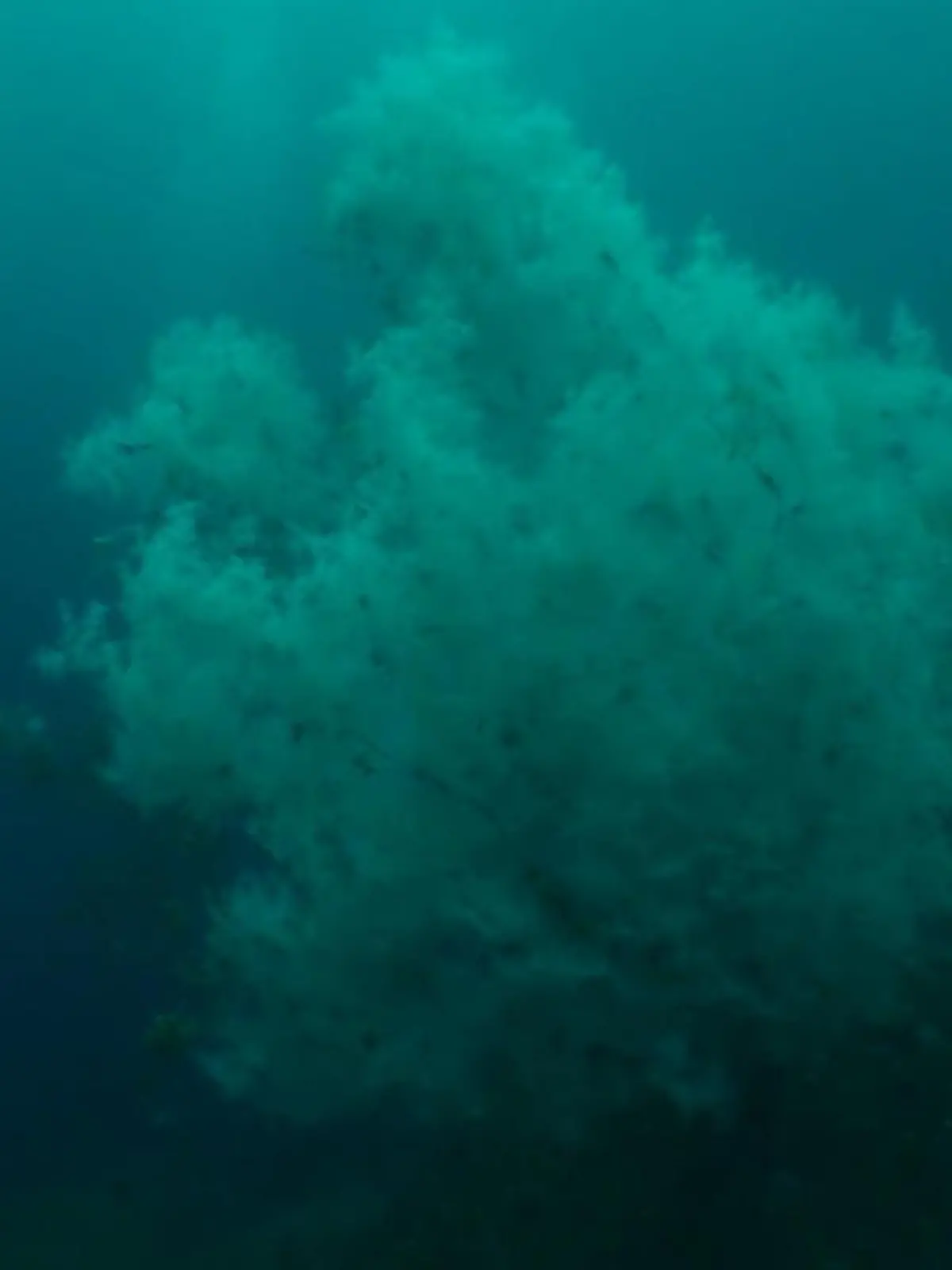 Bild zu: "Gigant unter Wasser! DIESE seltene Meereskreatur ist 400 Jahre alt"