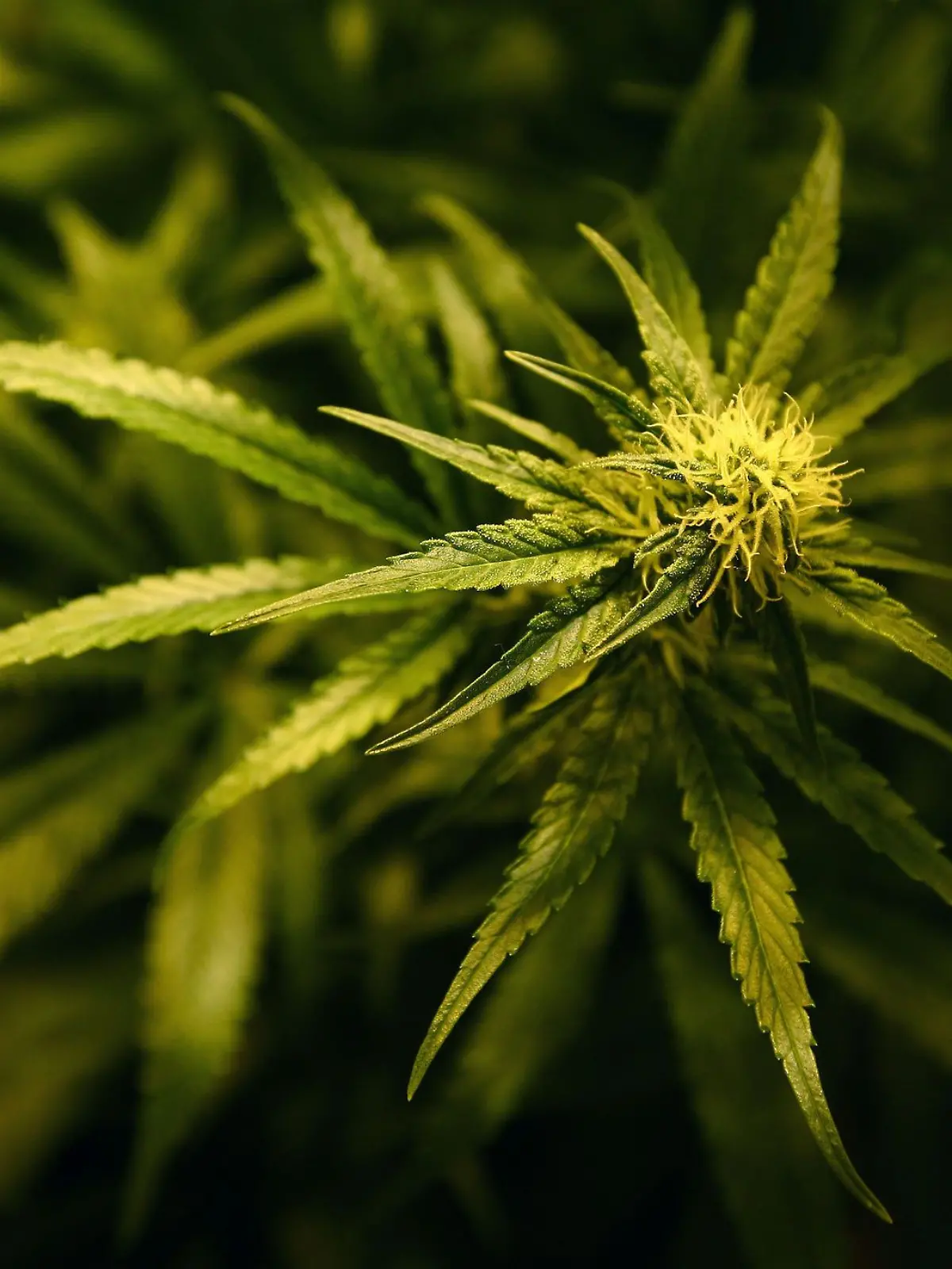 Bild zu: "USA: Lehrerin gibt Grundschülern Hasch-Weingummis"