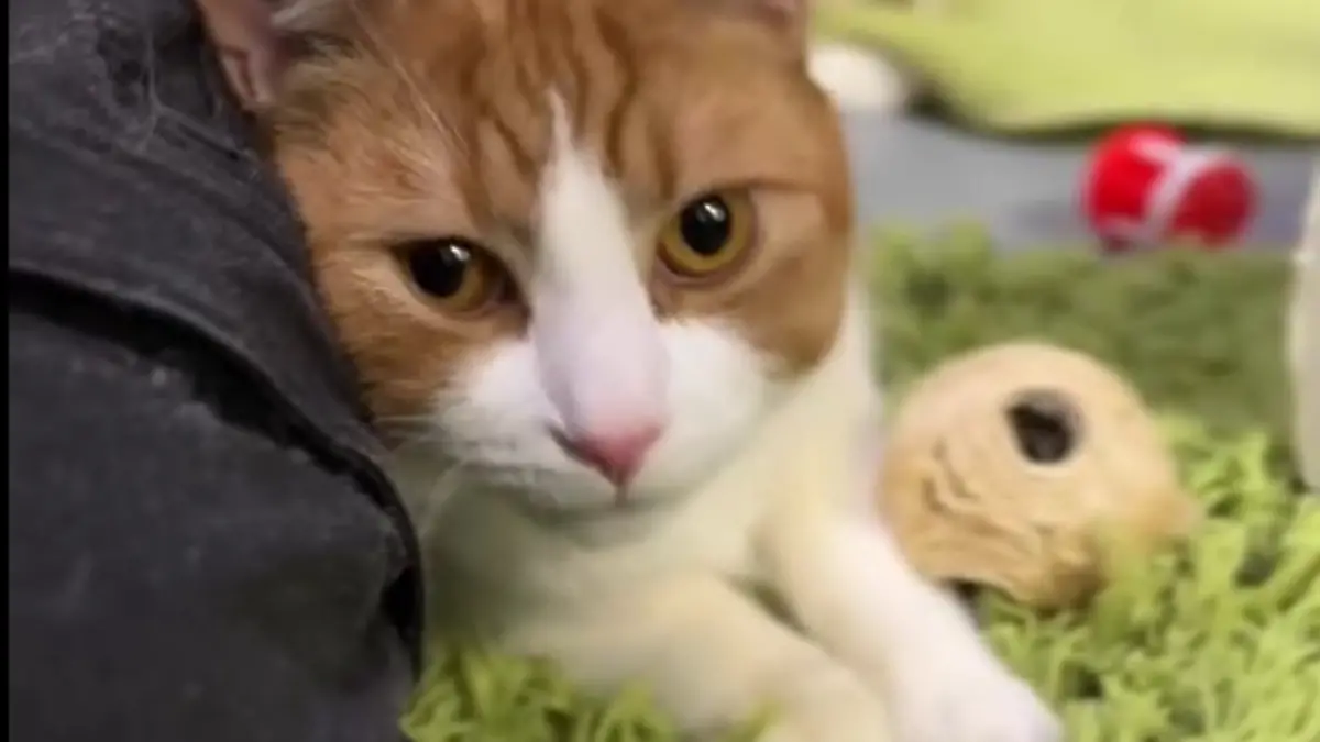 Ganze 22 Laborkatzen hat das Tierheim Bergheim (NRW) aufgenommen.