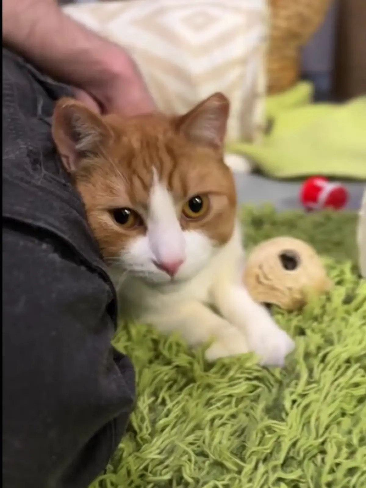 Ganze 22 Laborkatzen hat das Tierheim Bergheim (NRW) aufgenommen. 