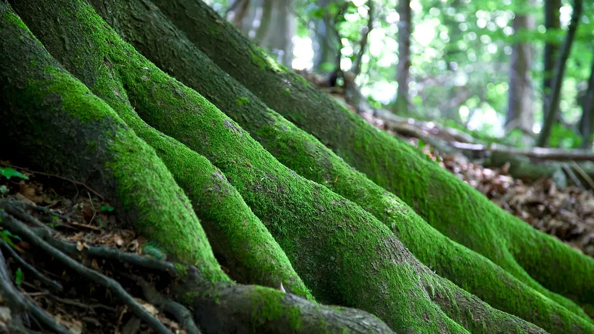Wald im Schuttertal