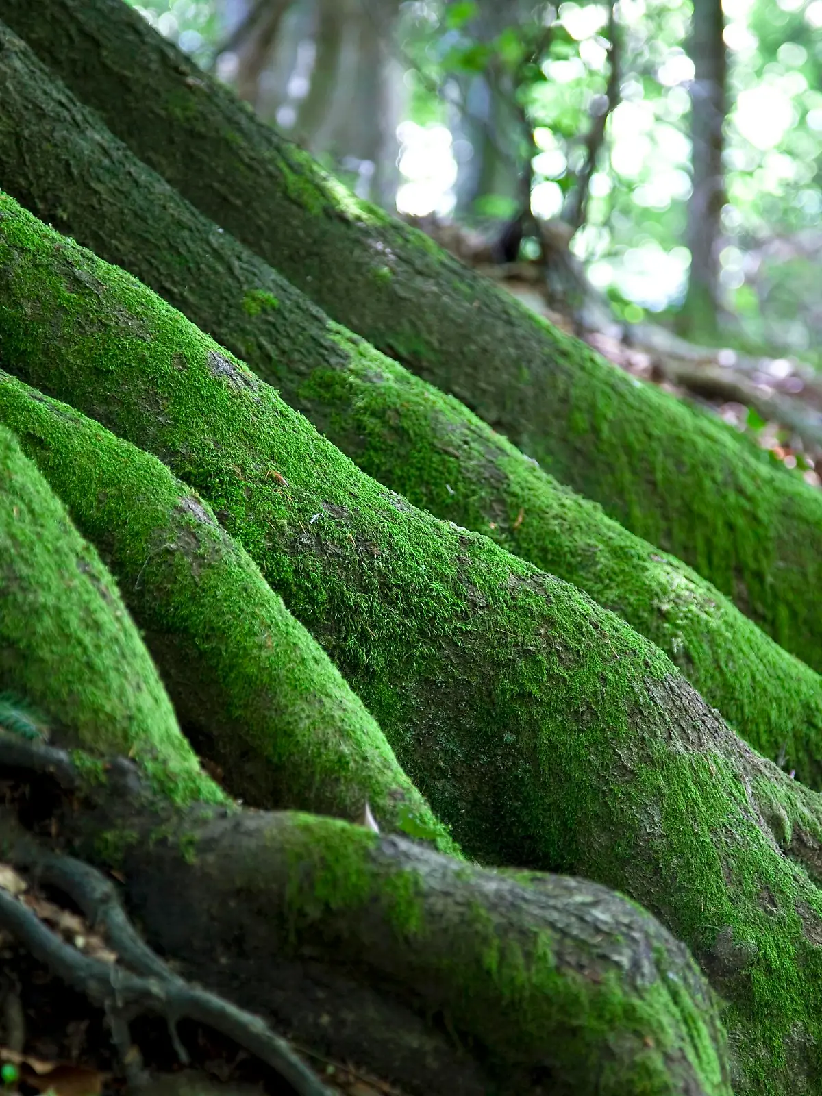 Wald im Schuttertal
