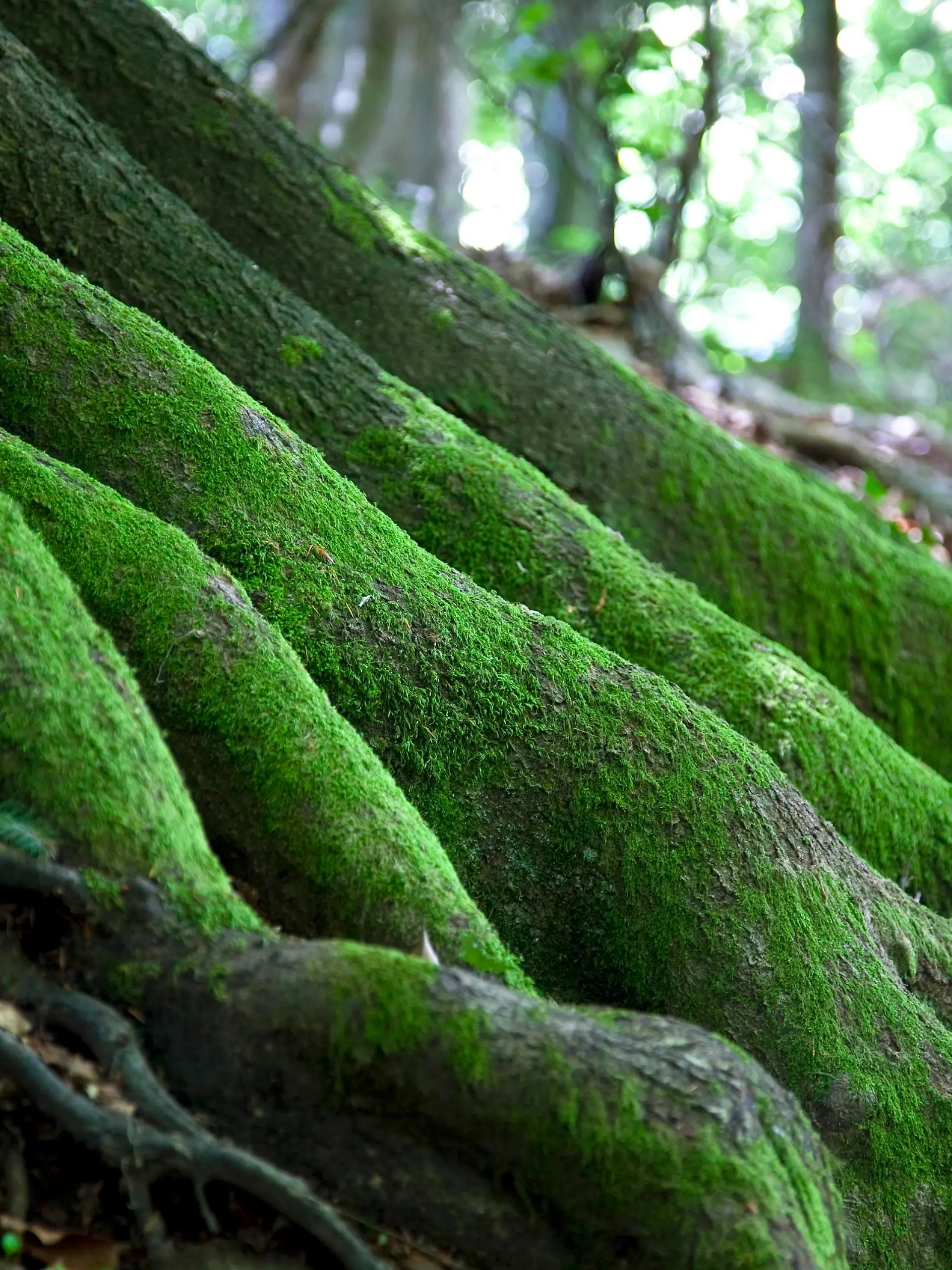 Wald im Schuttertal