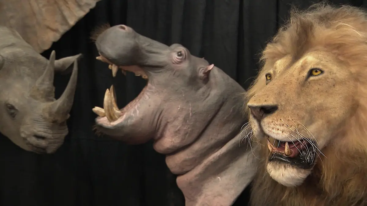 50.000 Euro für einen Elefanten – deutsche Messe wirbt mit Jagdreisen auf exotische Tiere Peta schlägt Alarm