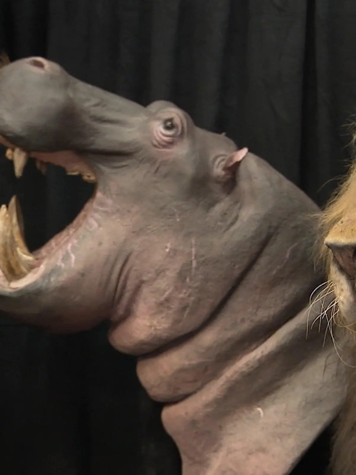 Bild zu: "50.000 Euro für einen Elefanten – deutsche Messe wirbt mit Jagdreisen auf exotische Tiere"