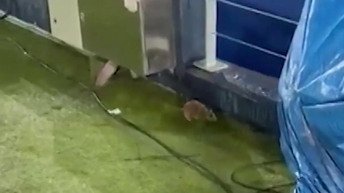 Kurz vor Spiel! Ratten-Alarm in weltberühmtem Fußballstadion Umbau gerade erst abgeschlossen
