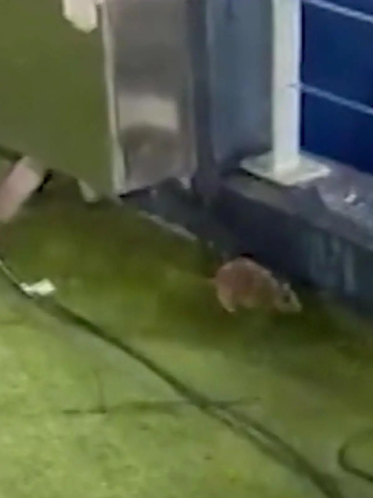 Bild zu: "Kurz vor Spiel! Ratten-Alarm in weltberühmtem Fußballstadion"