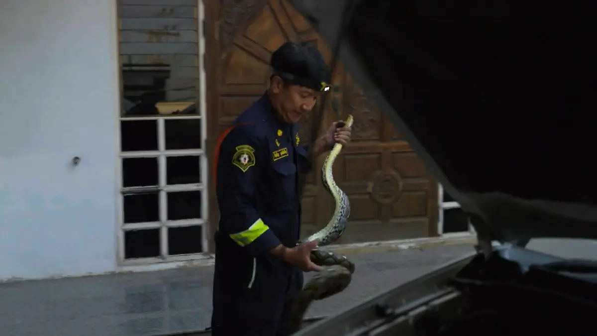 Schlangenfänger Pinyo zeigt Kindern den richtigen Umgang mit den Reptilien Schlangenfänger rettet Tiere