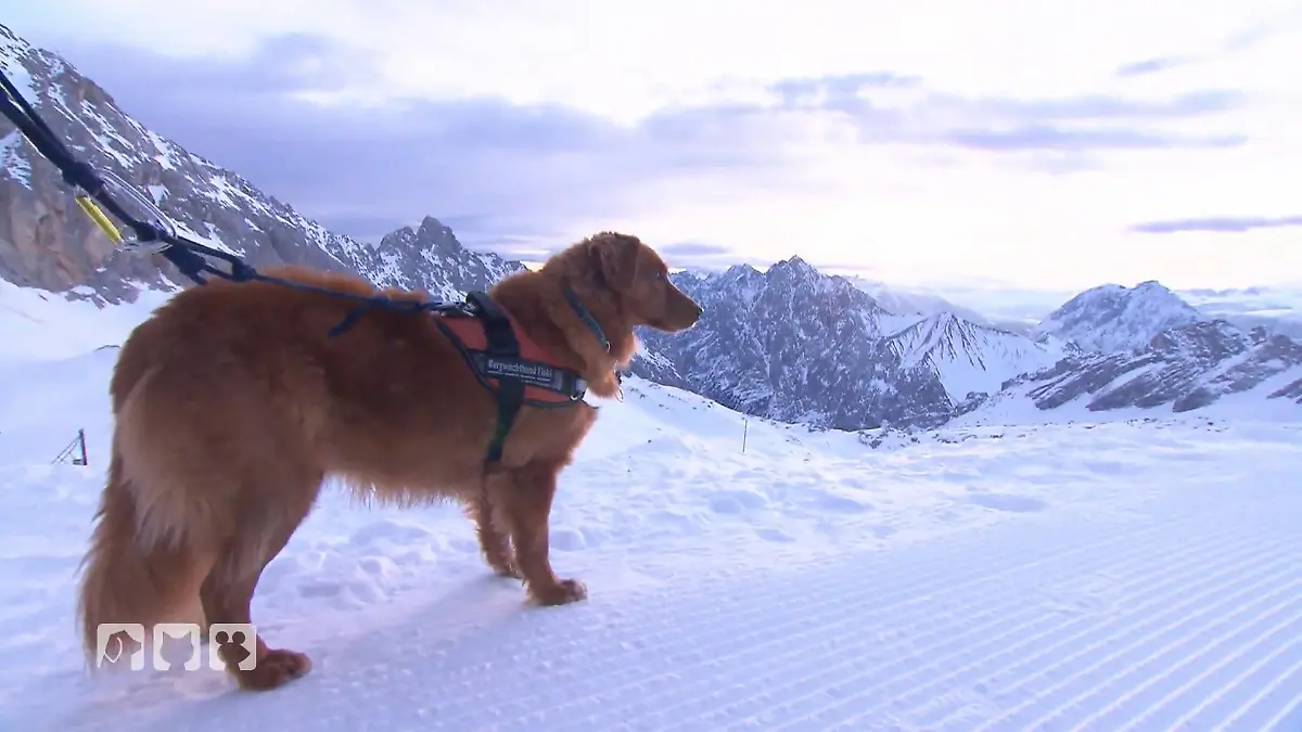Kann Lawinenhund Floki Kate aus dem Schnee retten? Begraben im Schnee