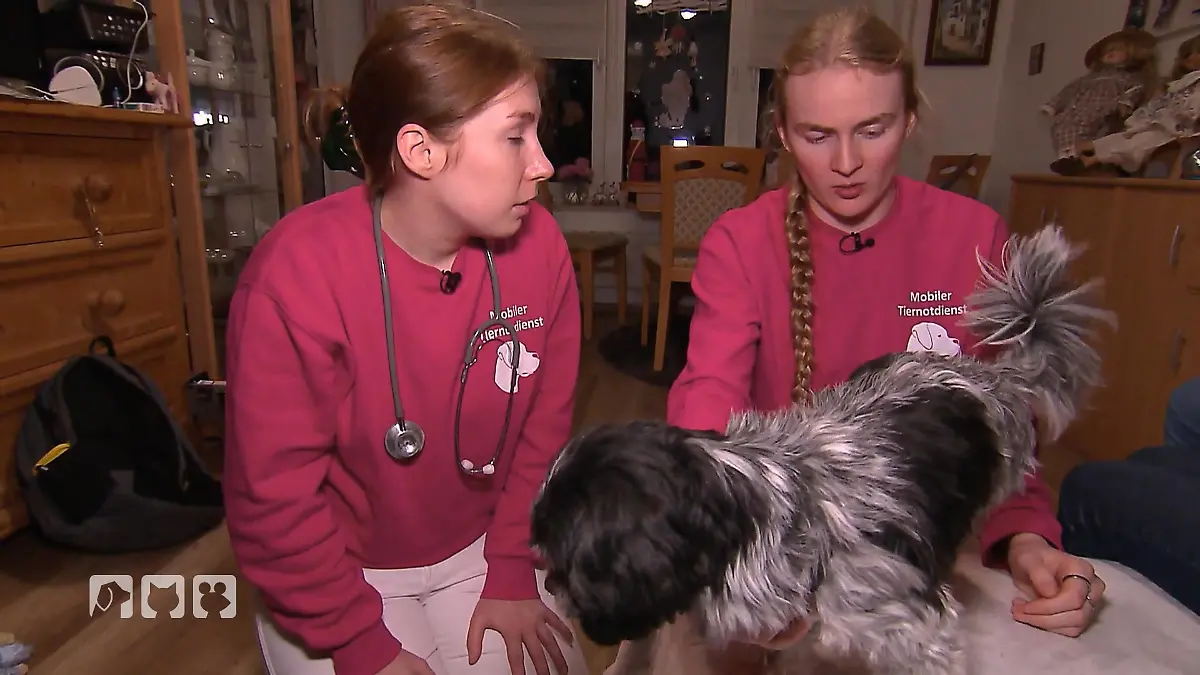 Sorge um Hund Tiffy – hat sie Fieber? Einsatz in Ratingen