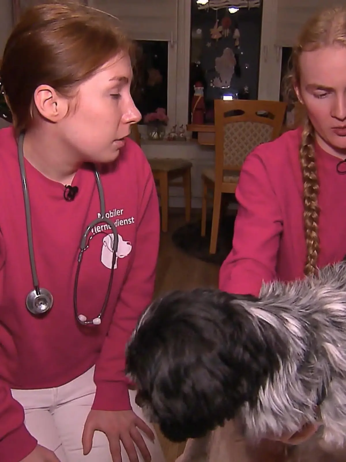 Bild zu: "Sorge um Hund Tiffy – hat sie Fieber?"