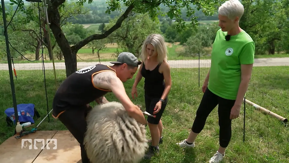 Bea lernt Schafe scheren Schur-Tag bei Gitti