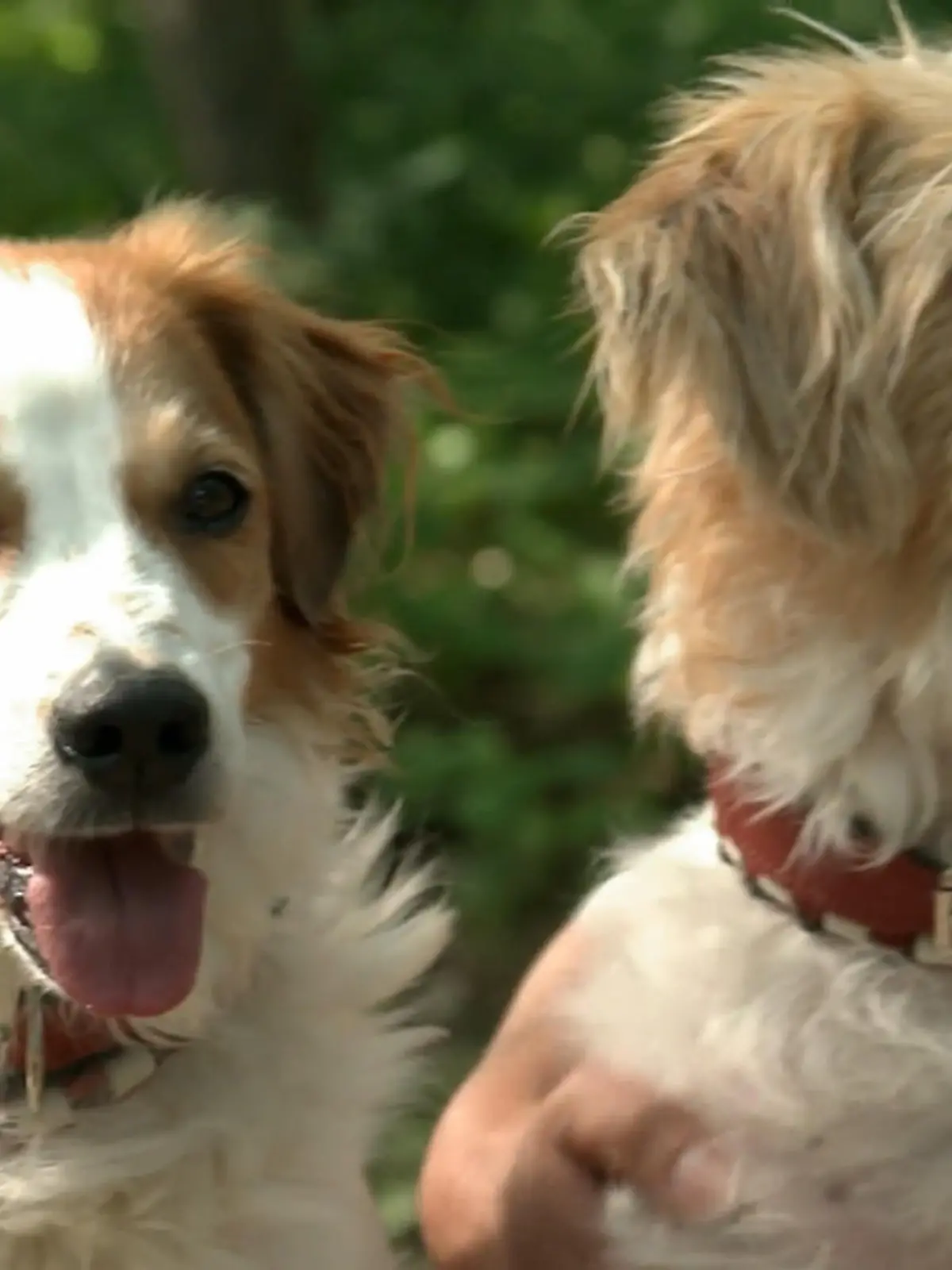 Bild zu: "Kate checkt den Kromfohrländer"