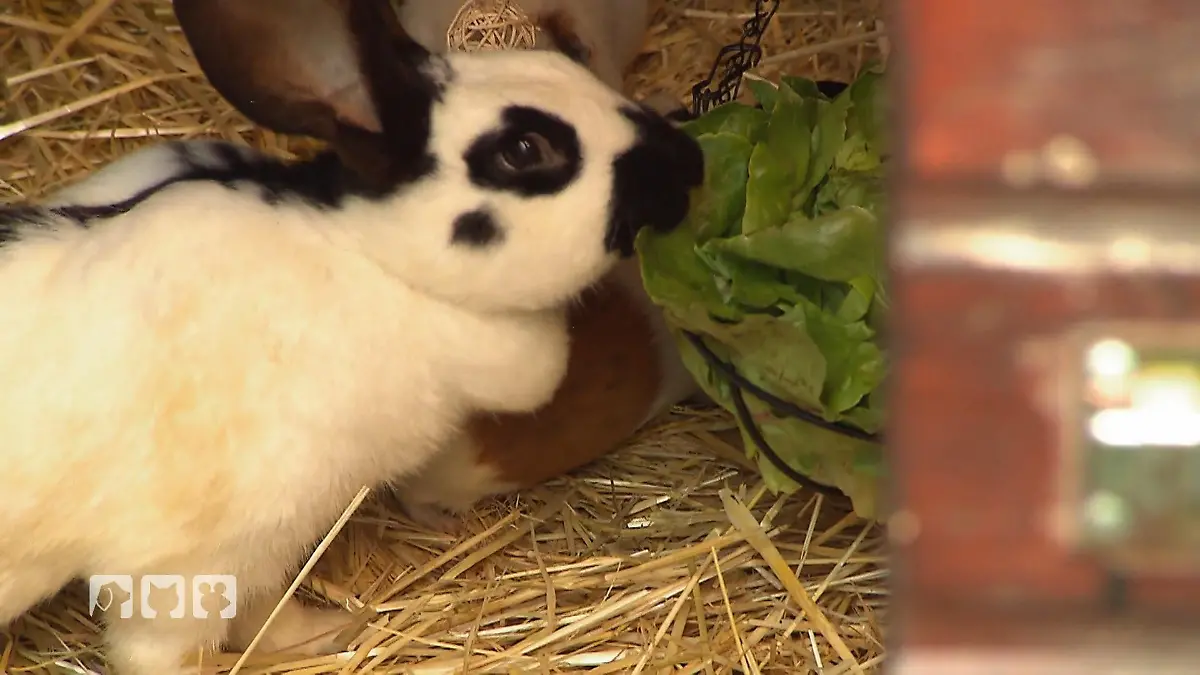 Bea versorgt die ganze Farm Futterberge ohne Ende