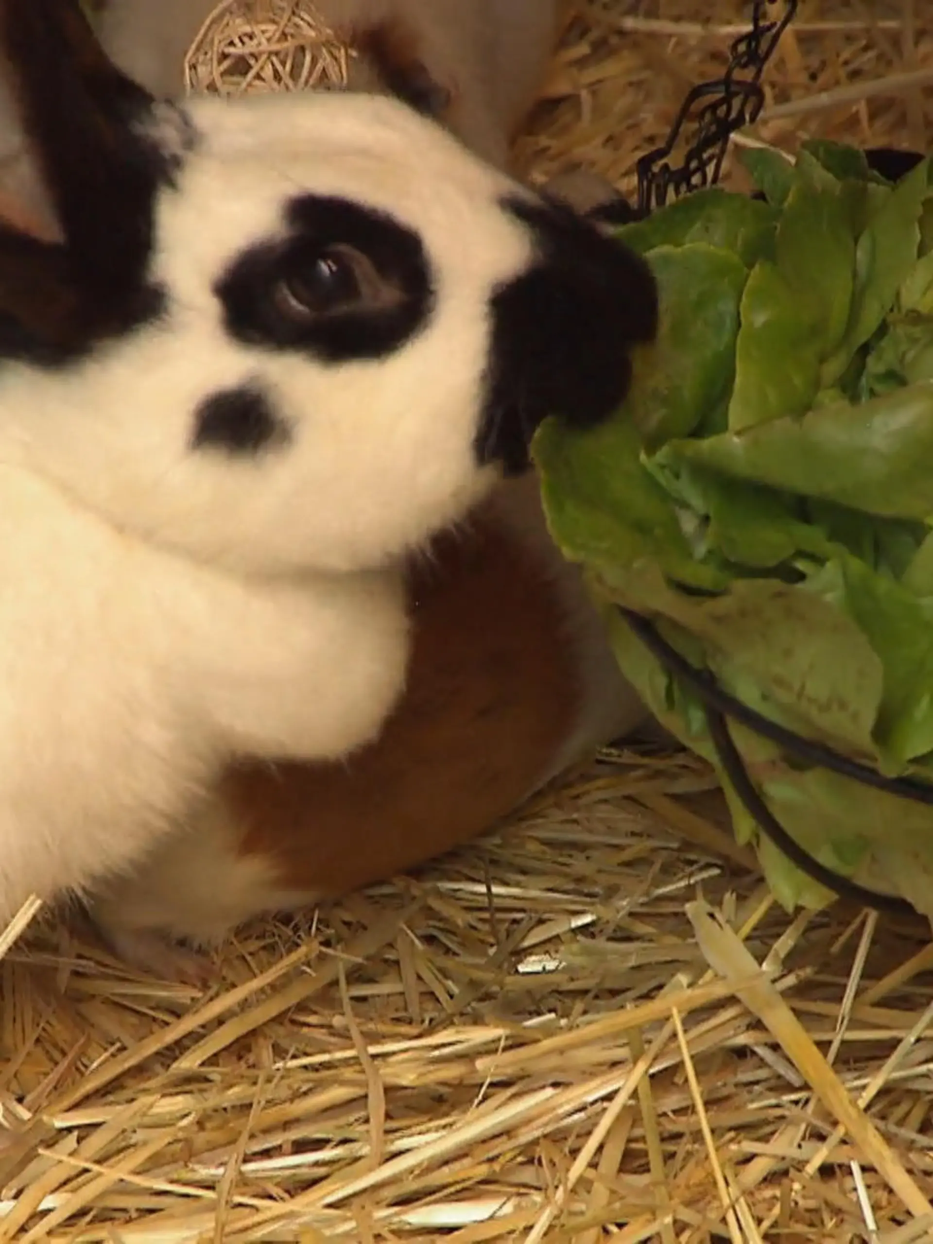 Bild zu: "Bea versorgt die ganze Farm"