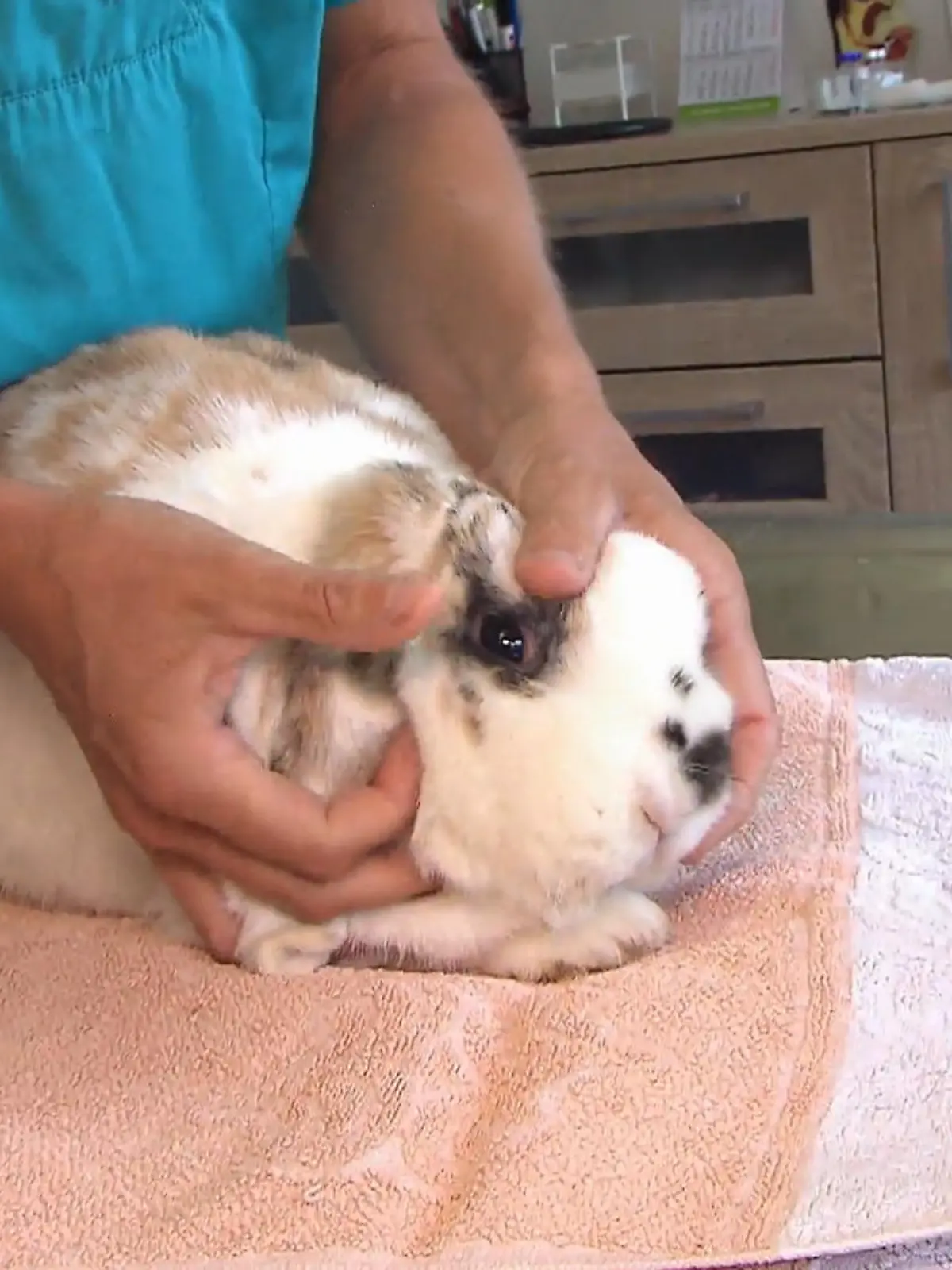 Bild zu: "Therapie fürs pferd, dann Impfstart für die Kaninchen"