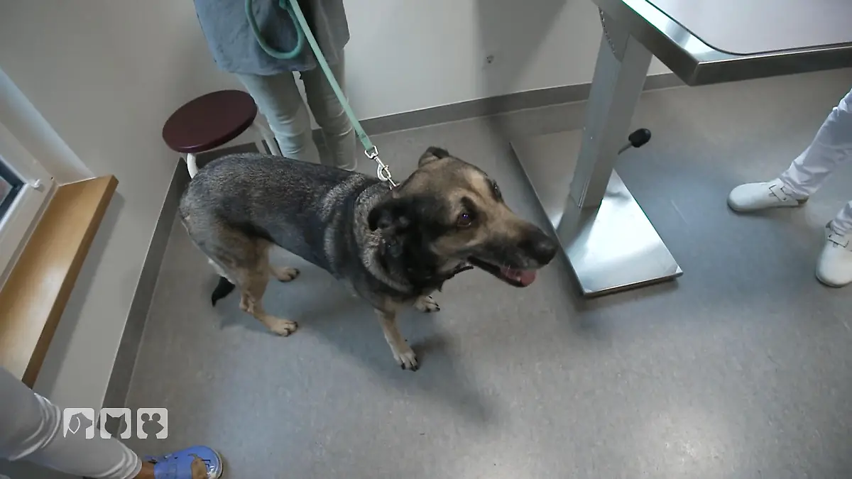 Erleichterun: Keine Metastasen in der Lunge Finanzierungsfrage