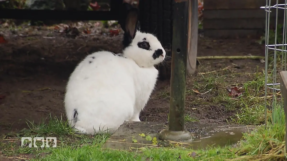 Online-Futter im Check Winter-Futter für Nager