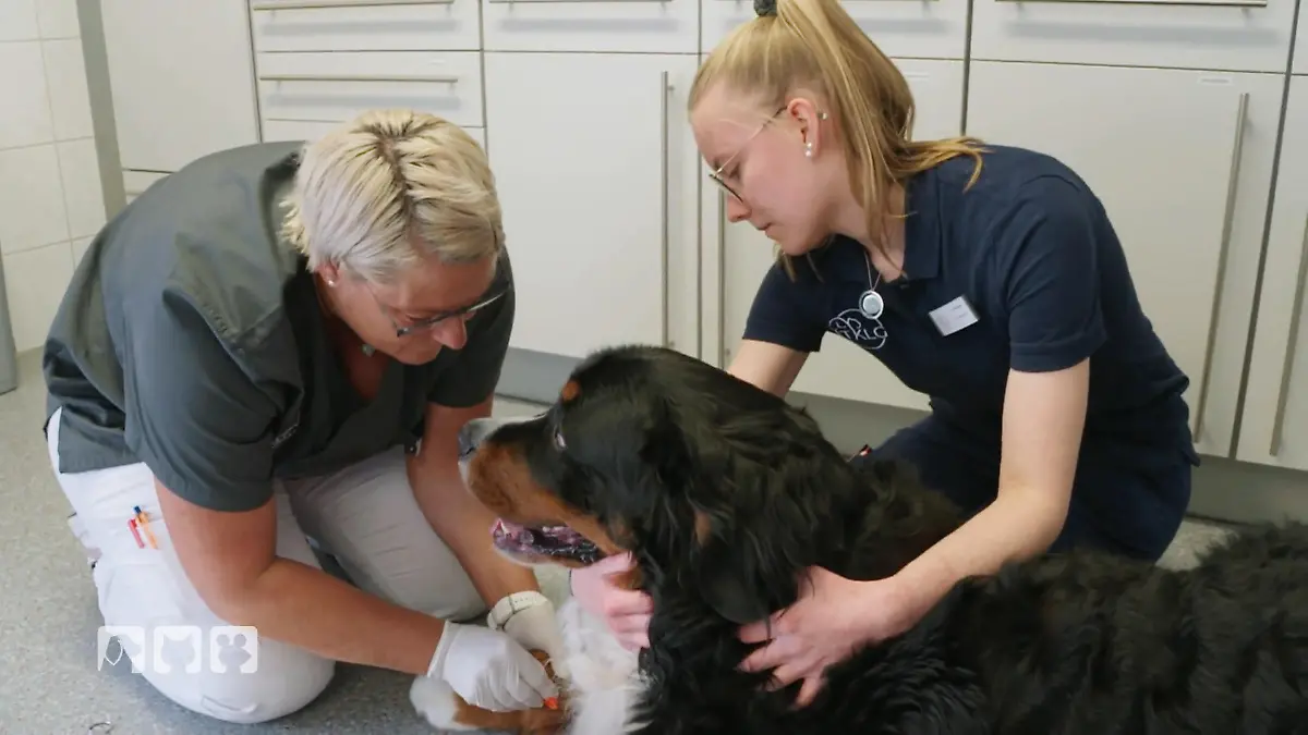 B wie Blutabnahme ABC der Tiermedizin: B