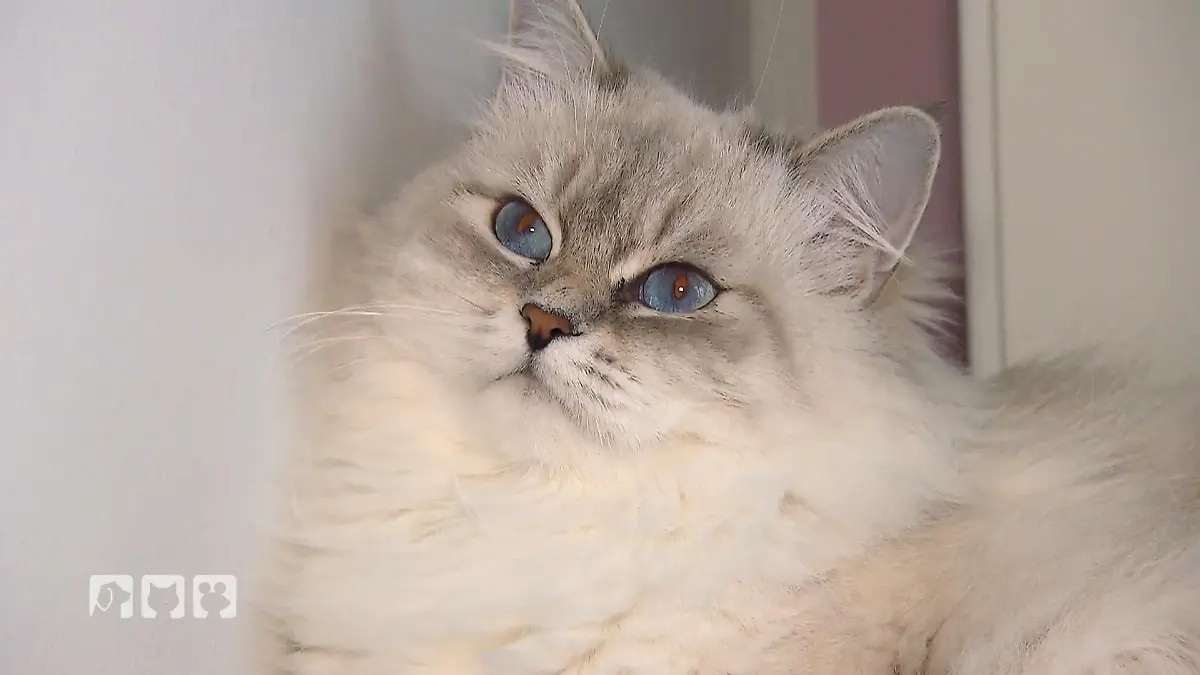 Chance für Allergiker Neva Masquerade als Lösung