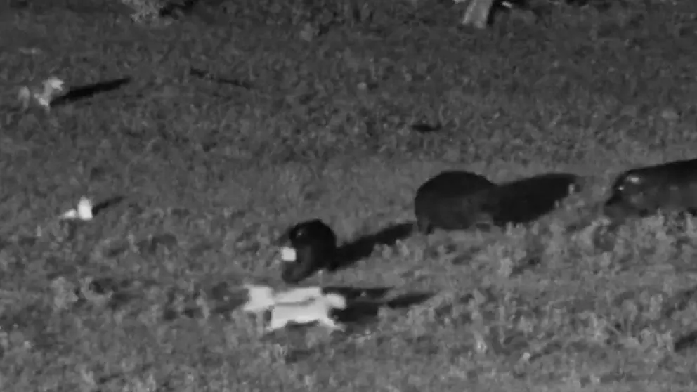 Afrika-Showdown-am-Wasserloch-Hippo-Herde-legt-sich-mit-L-wenrudel-an