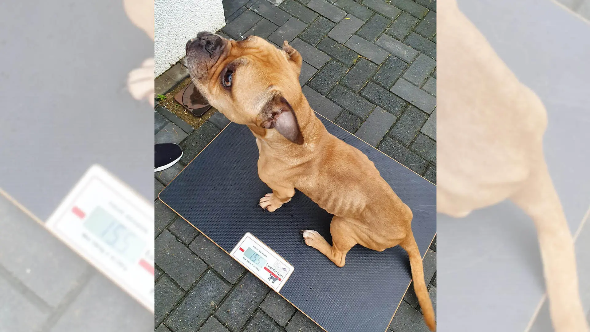 Hündin Boo Tierheim Moers