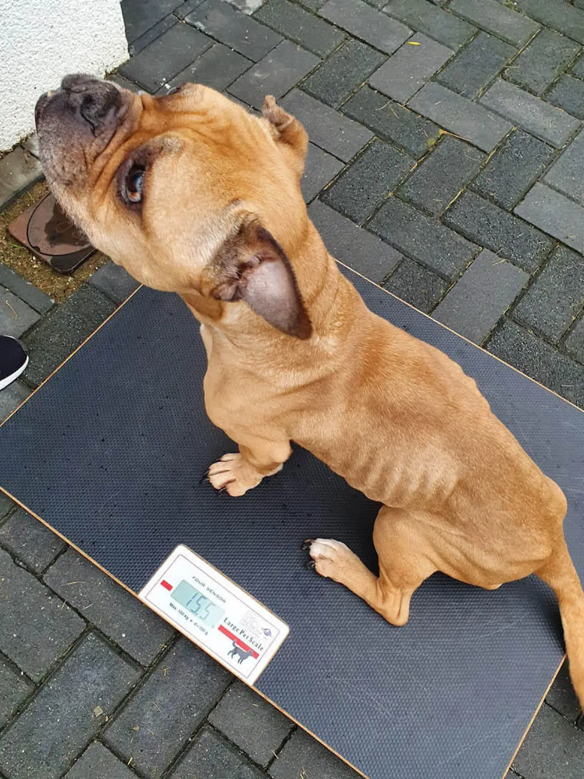 Hündin Boo Tierheim Moers