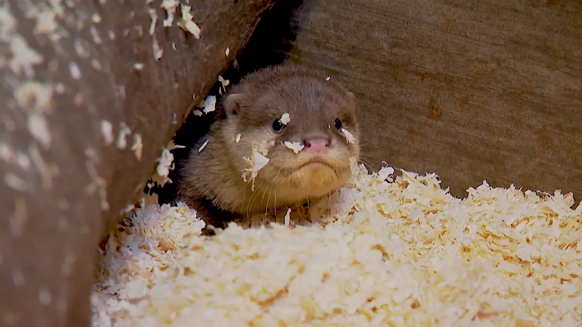 Zwergotter-Nachwuchs in Kleve Neues aus dem Tiergarten